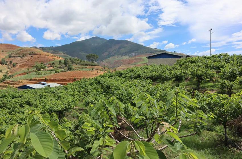 蜜释迦的种植技术_蜜释迦是什么水果_蜜释迦价格