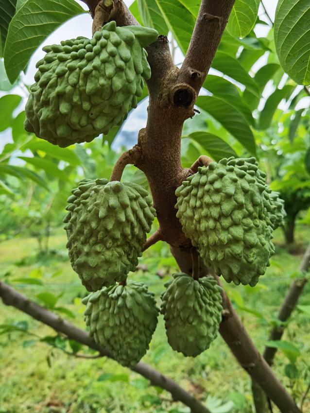 蜜释迦是什么水果_蜜释迦的种植技术_蜜释迦价格