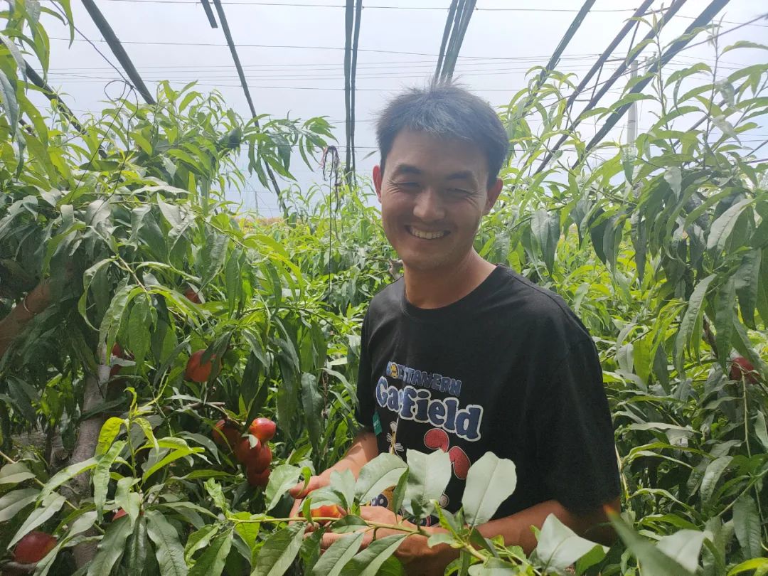 种植油桃技术指导_视频致富种植油桃是真的吗_致富种植油桃视频