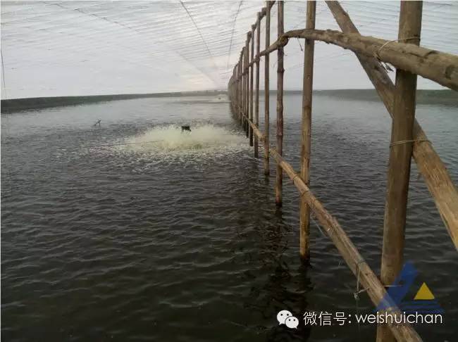 南美白对虾养殖前期的管理感受+经历分享（内容多，图片多）