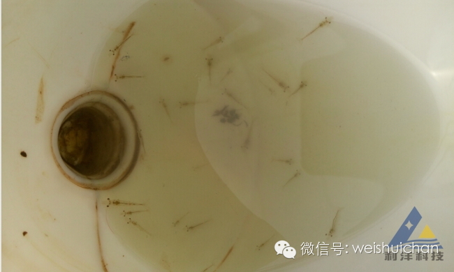养殖前期虾苗技术要点_养殖虾苗的基本工作_对虾苗前期养殖技术