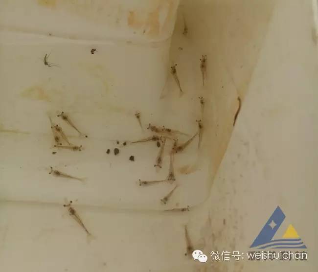 养殖虾苗的基本工作_养殖前期虾苗技术要点_对虾苗前期养殖技术