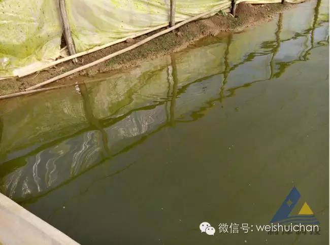 对虾苗前期养殖技术_养殖前期虾苗技术要点_养殖虾苗的基本工作