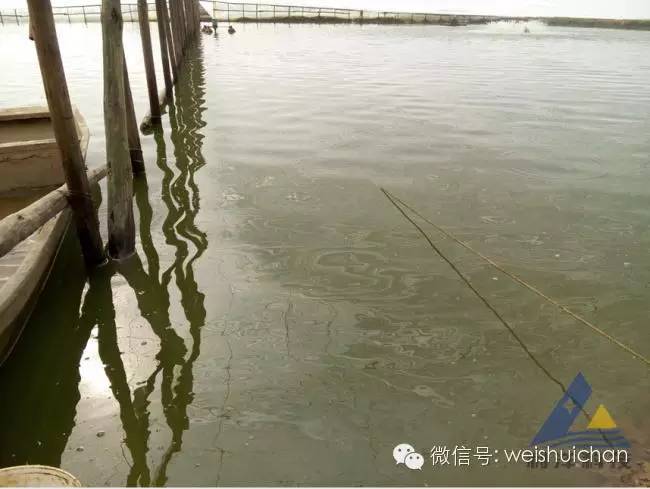 对虾苗前期养殖技术_养殖前期虾苗技术要点_养殖虾苗的基本工作