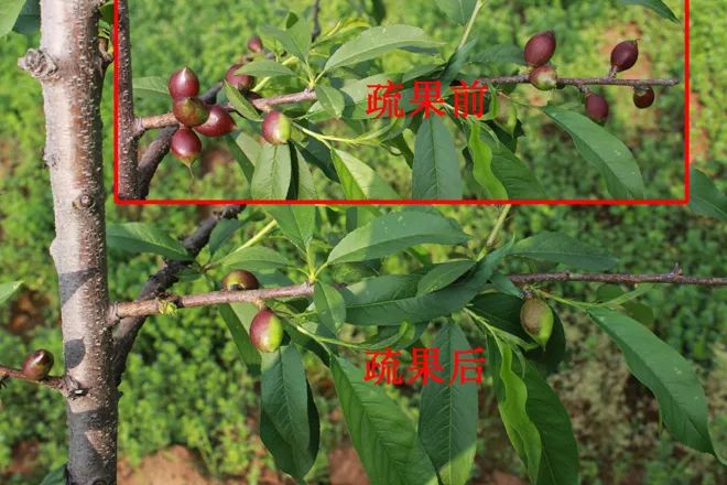 视频致富种植油桃是真的吗_致富种植油桃视频_种植油桃的前景如何