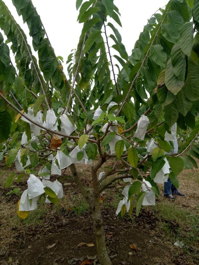 蜜释迦种子种植技术_蜜释迦是什么水果_蜜释迦的种植技术
