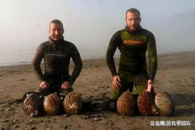 野生鲍鱼的养殖技术_野生养殖鲍鱼技术视频_野生养殖鲍鱼技术规范