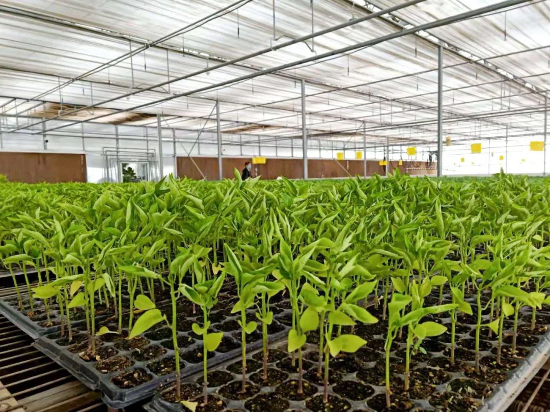 视频致富种植油桃是真的吗_致富种植油桃视频_油桃种植效益