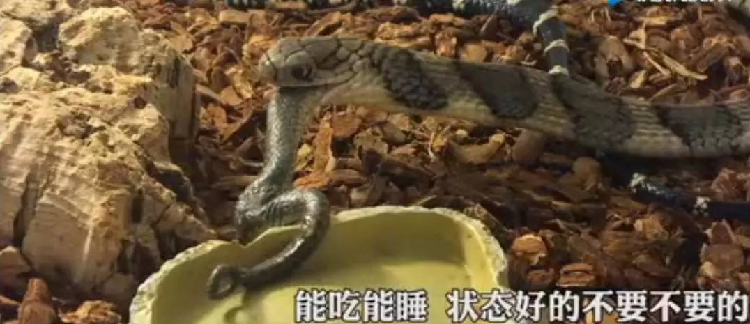 致富毒蛇养殖方法_致富毒蛇养殖视频_毒蛇养殖什么致富