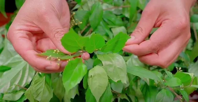 致富经豆腐类致富故事_CCT 致富经神仙豆腐_致富经神仙豆腐