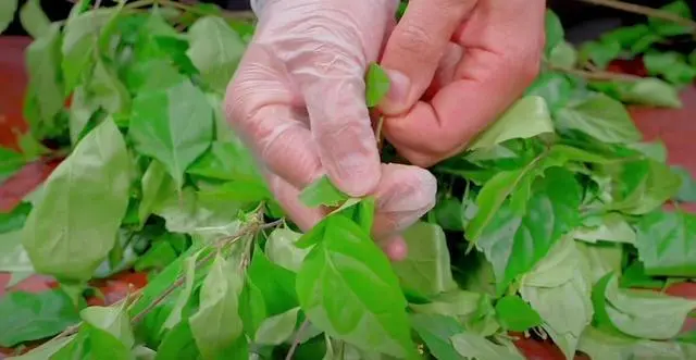 致富经豆腐类致富故事_致富经神仙豆腐_CCT 致富经神仙豆腐
