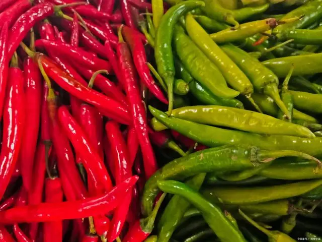 小米椒种植方法与技术