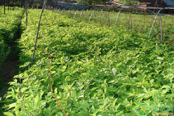 野菜的种植优势