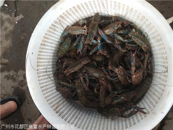 广东澳洲淡水龙虾养殖技术