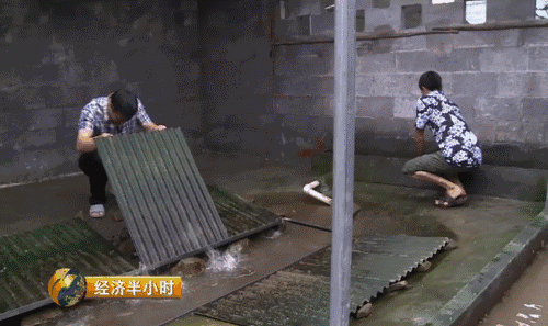 视频全集养殖技术石蛙图片_石蛙养殖技术视频免费_石蛙养殖技术视频全集