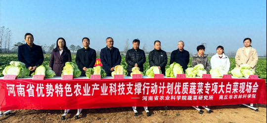 一棵大白菜的成名之路——河南省优质大白菜新品种及高效生产技术培训观摩会侧记