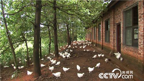 致富经：乌鸡痴心汉对妻子的财富诺言(20170505)