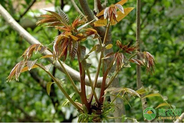 大棚种植野菜的经济效益_大棚野菜种植_致富经大棚种野菜