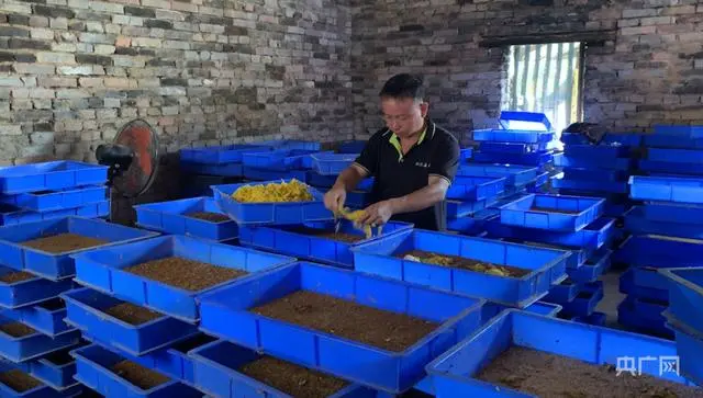 视频全集养殖技术石蛙教程_石蛙养殖技术视频教程_石蛙养殖技术视频全集