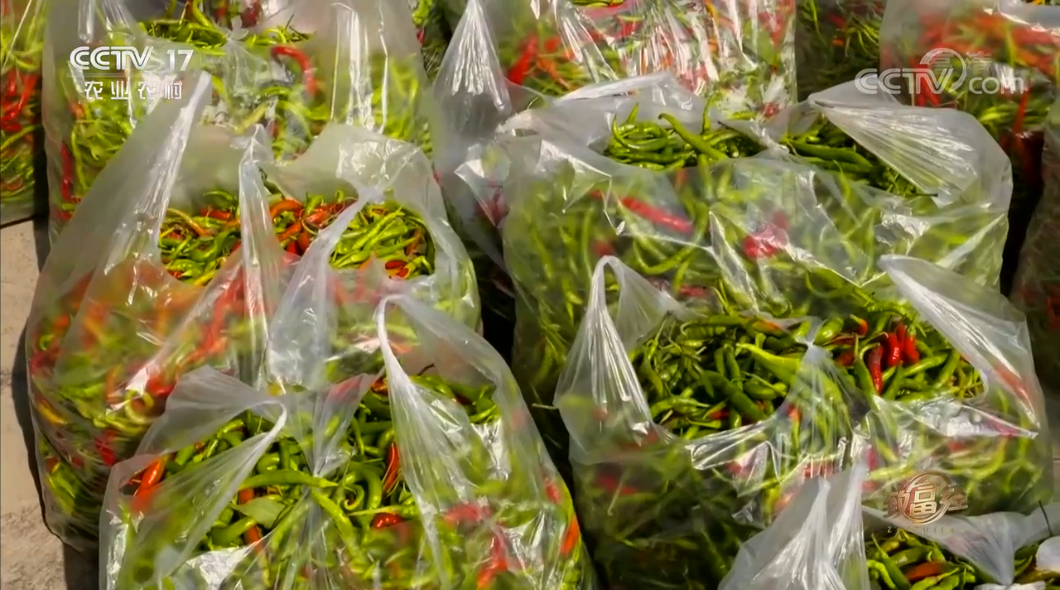 致富经2015种植_致富种植糖料蔗文案怎么写_致富种植什么比较赚大钱