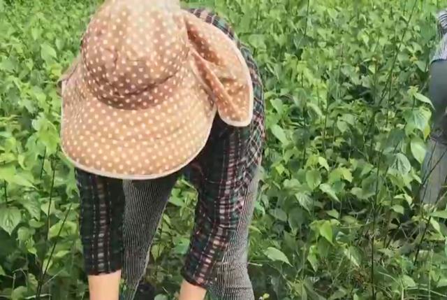 致富经豆腐全集视频_CCT 致富经神仙豆腐_致富经神仙豆腐