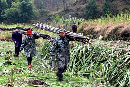 甘蔗种植赚钱吗_甘蔗种植大户的致富路_甘蔗种植基地