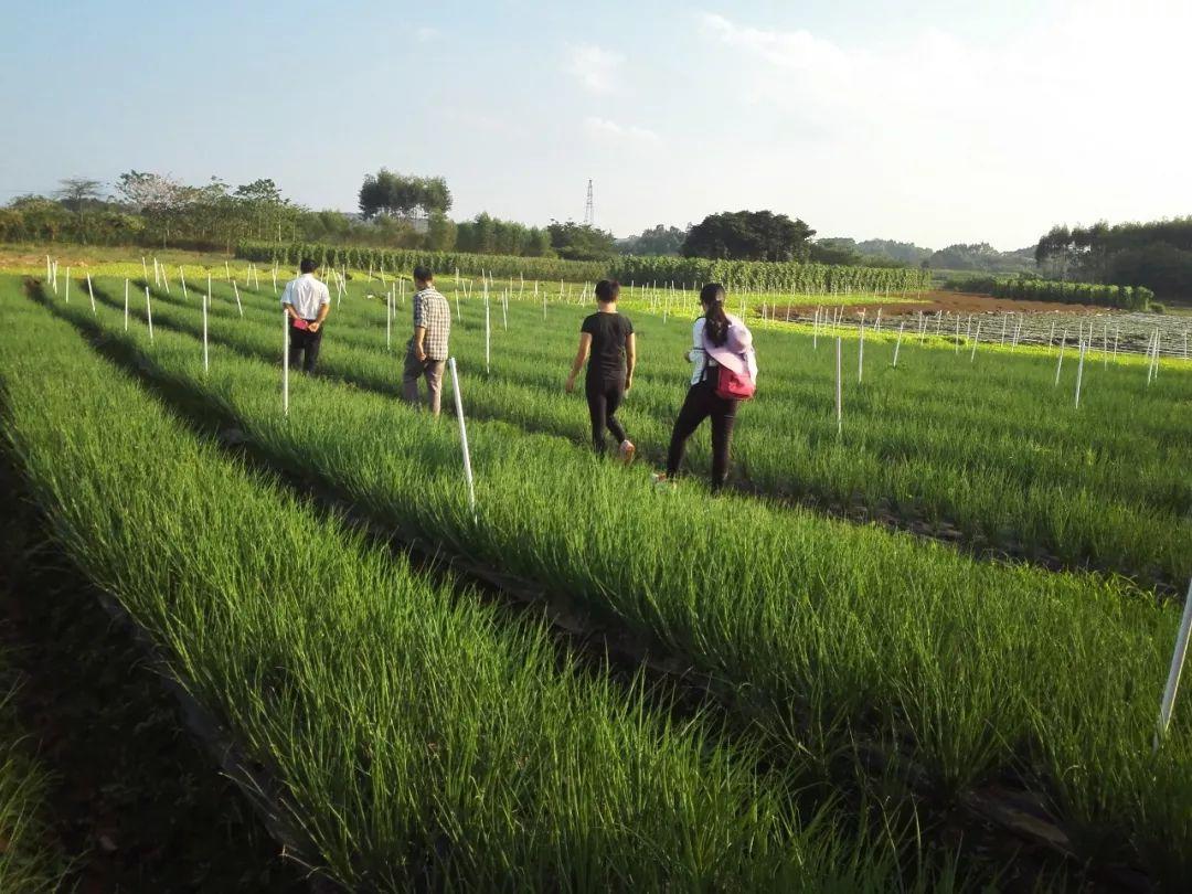 小葱种植成本与利润_小葱种植效益_小葱种植致富增收