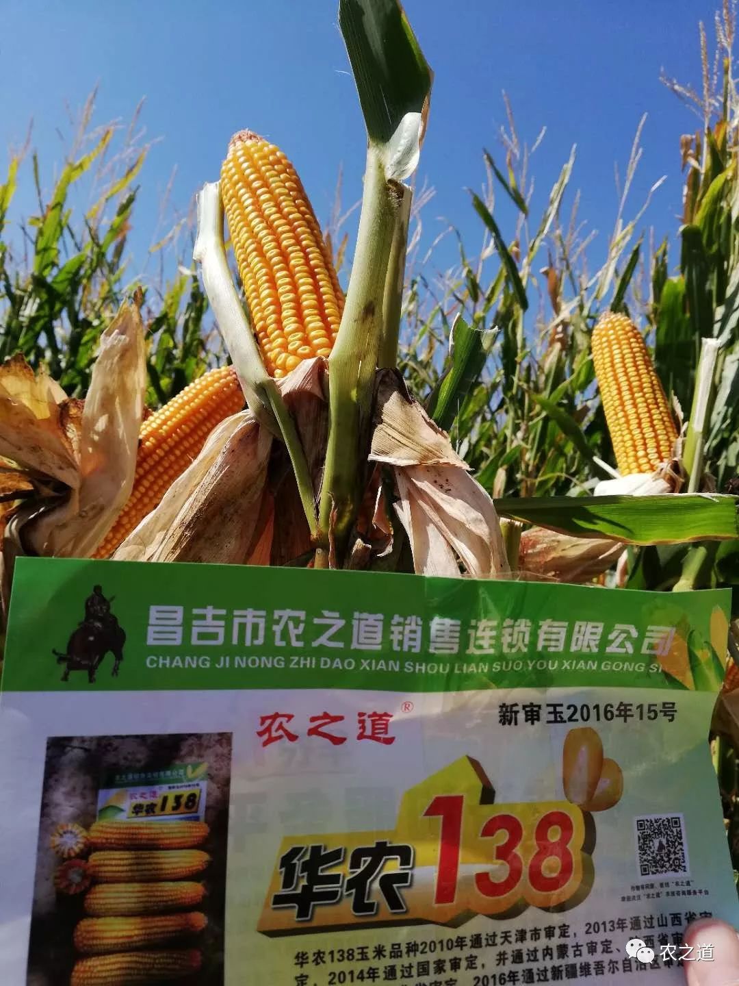 新疆种植玉米收益_新疆玉米高产种植模式_新疆种植玉米致富