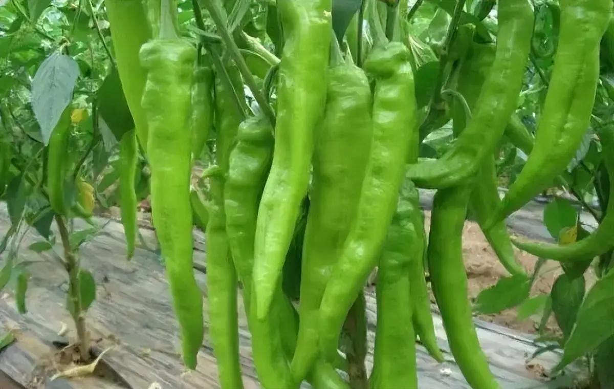 辣椒种植技术视频请看农广天地_辣椒种植技术和管理技术_辣椒高技术种植