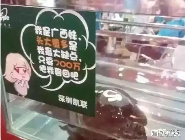 致富经黑颈龟养视频_致富经广西黑颈龟_2020广西黑颈龟市场价格