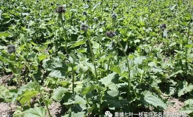 山西种植白术致富_白术山西能种吗_种白术赚钱吗