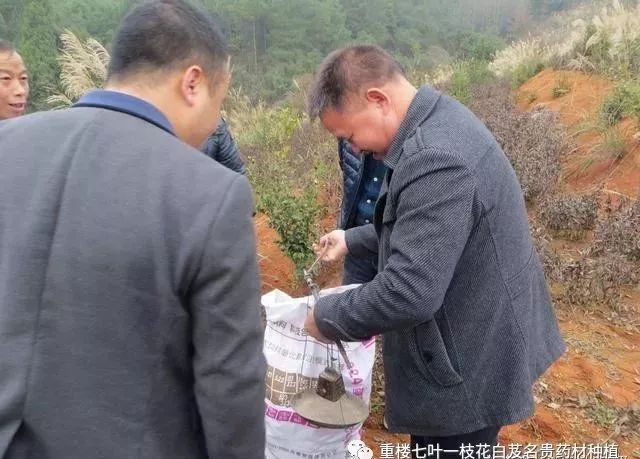 种白术赚钱吗_白术山西能种吗_山西种植白术致富