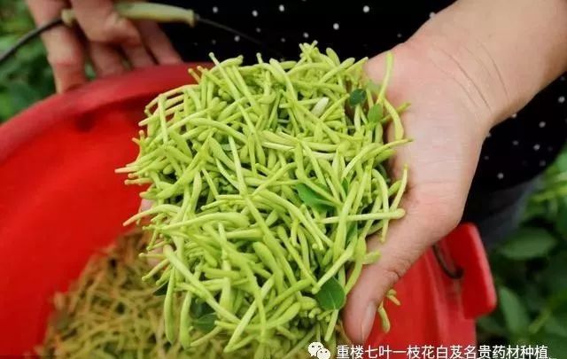 山西种植白术致富_白术山西能种吗_种白术赚钱吗