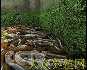致富经2020年养鸽子视频_cctv一7致富经鸽子养殖_cctv7致富经养鸽大王