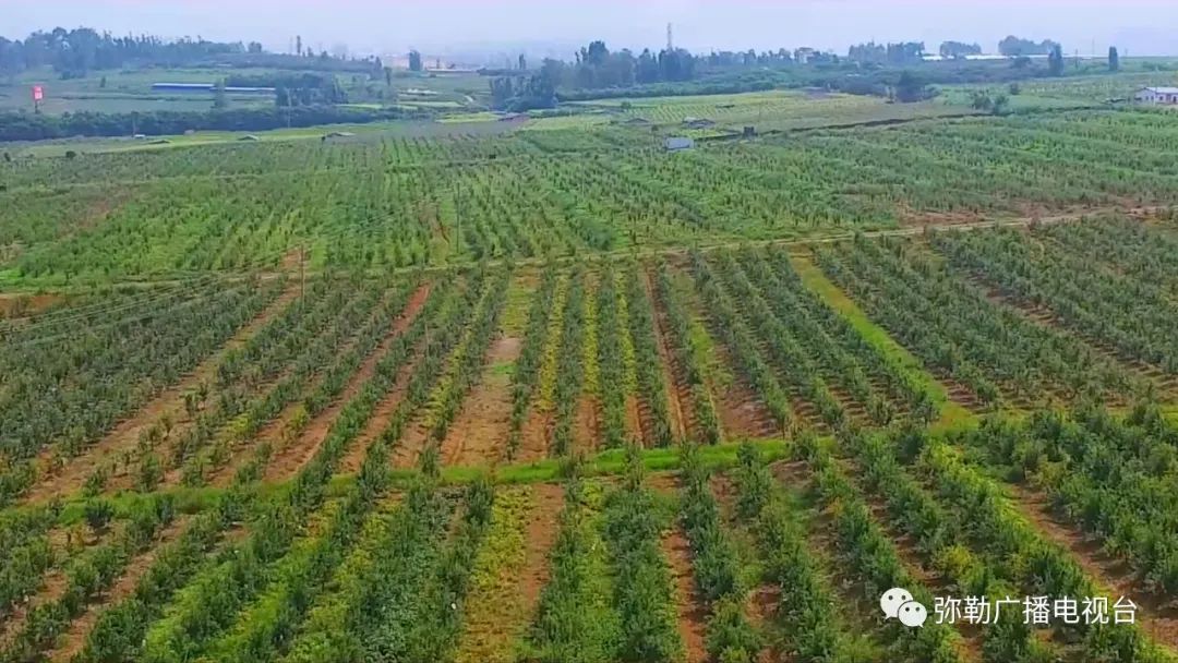 云南弥勒水果种植_云南弥勒种植致富_弥勒农作物有哪些