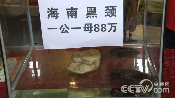 广西黑颈龟苗多少钱一只_致富经广西黑颈龟_致富经黑颈龟养视频