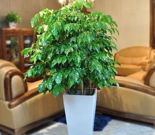 致富树叶种植视频_种植致富的树叶_种树致富经