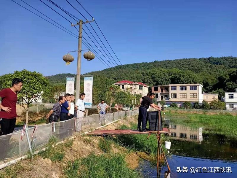 致富经稻田养鱼纪录片_致富经2018全集稻田养甲鱼_致富经鳅田稻报纸