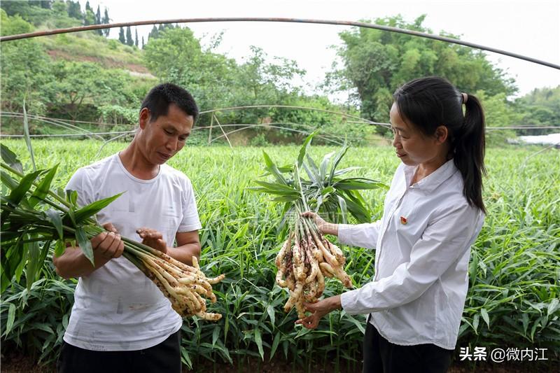 仔姜的种植成本和利润_致富经仔姜种植技术_仔姜种植经济效益