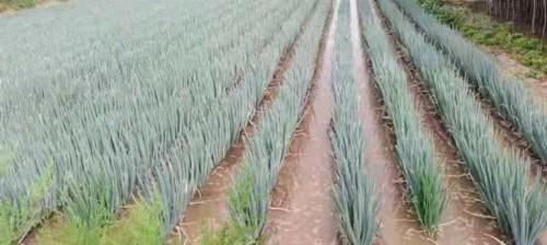 大葱种植新技术助推农业现代化