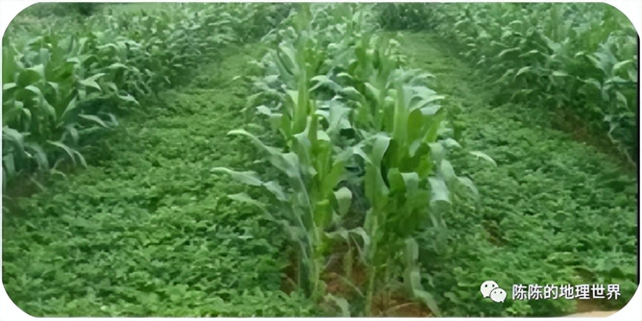 农业种植技术