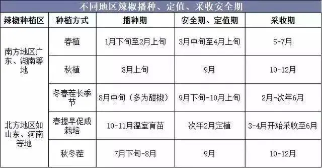 黑辣椒种植致富经山东_山东种植辣椒基地_山东种辣椒的产区是哪里