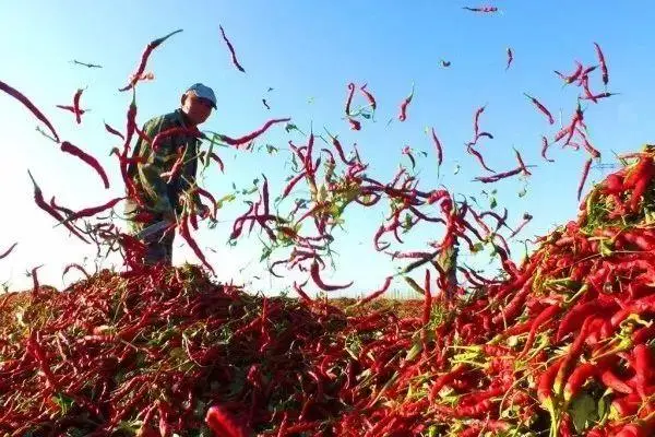 黑辣椒种植致富经山东_山东种植辣椒基地_山东种辣椒的产区是哪里