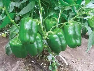 山东种植辣椒基地_山东种辣椒的产区是哪里_黑辣椒种植致富经山东
