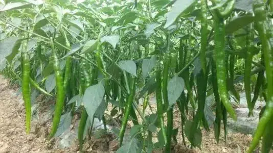 山东种植辣椒基地_黑辣椒种植致富经山东_山东种辣椒的产区是哪里