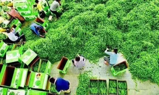 黑辣椒种植致富经山东_山东种植辣椒基地_山东种辣椒的产区是哪里
