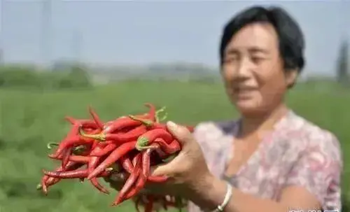 黑辣椒种植致富经山东_山东种辣椒的产区是哪里_山东种植辣椒基地