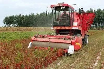 山东种辣椒的产区是哪里_山东种植辣椒基地_黑辣椒种植致富经山东