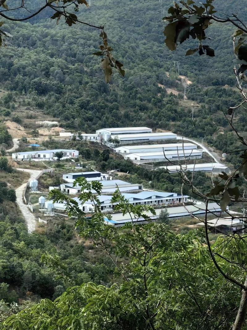 养母猪致富经_农村母猪养殖致富_致富养殖母猪农村有补贴吗