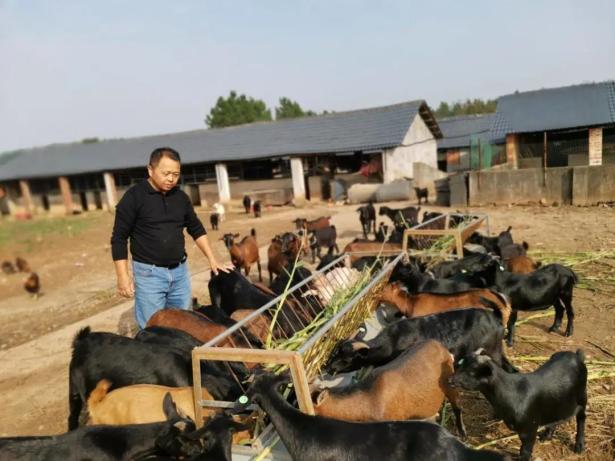 致富经养羊上万只_2019致富经养绵羊_致富经养绵羊视频全集